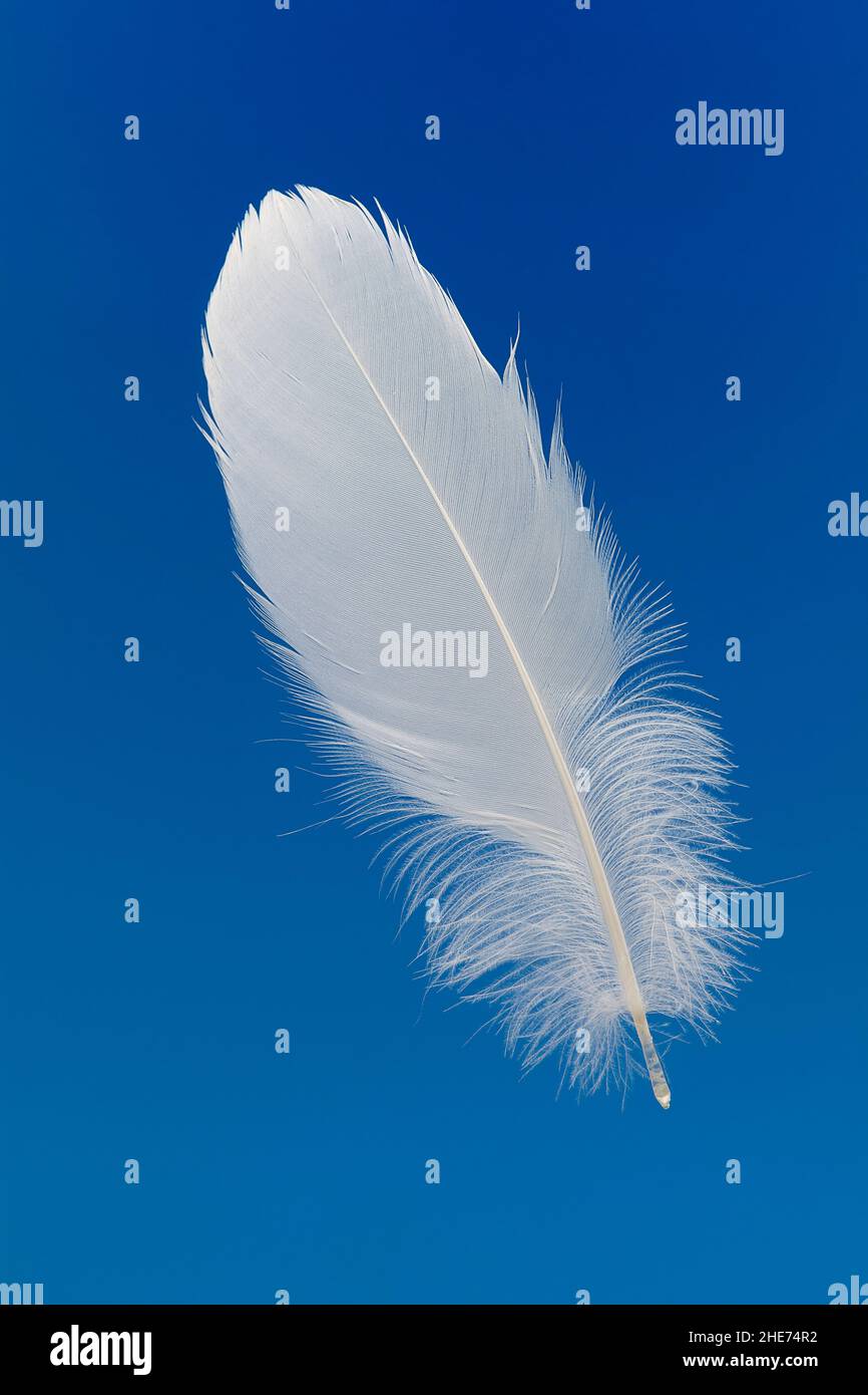 White feather on blue background Stock Photo
