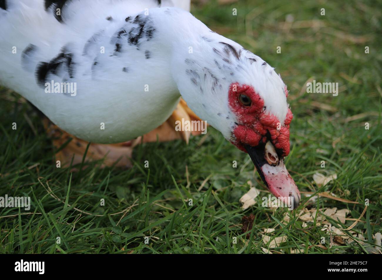 Muscovy duck foraging in the grass/ Stock Photo
