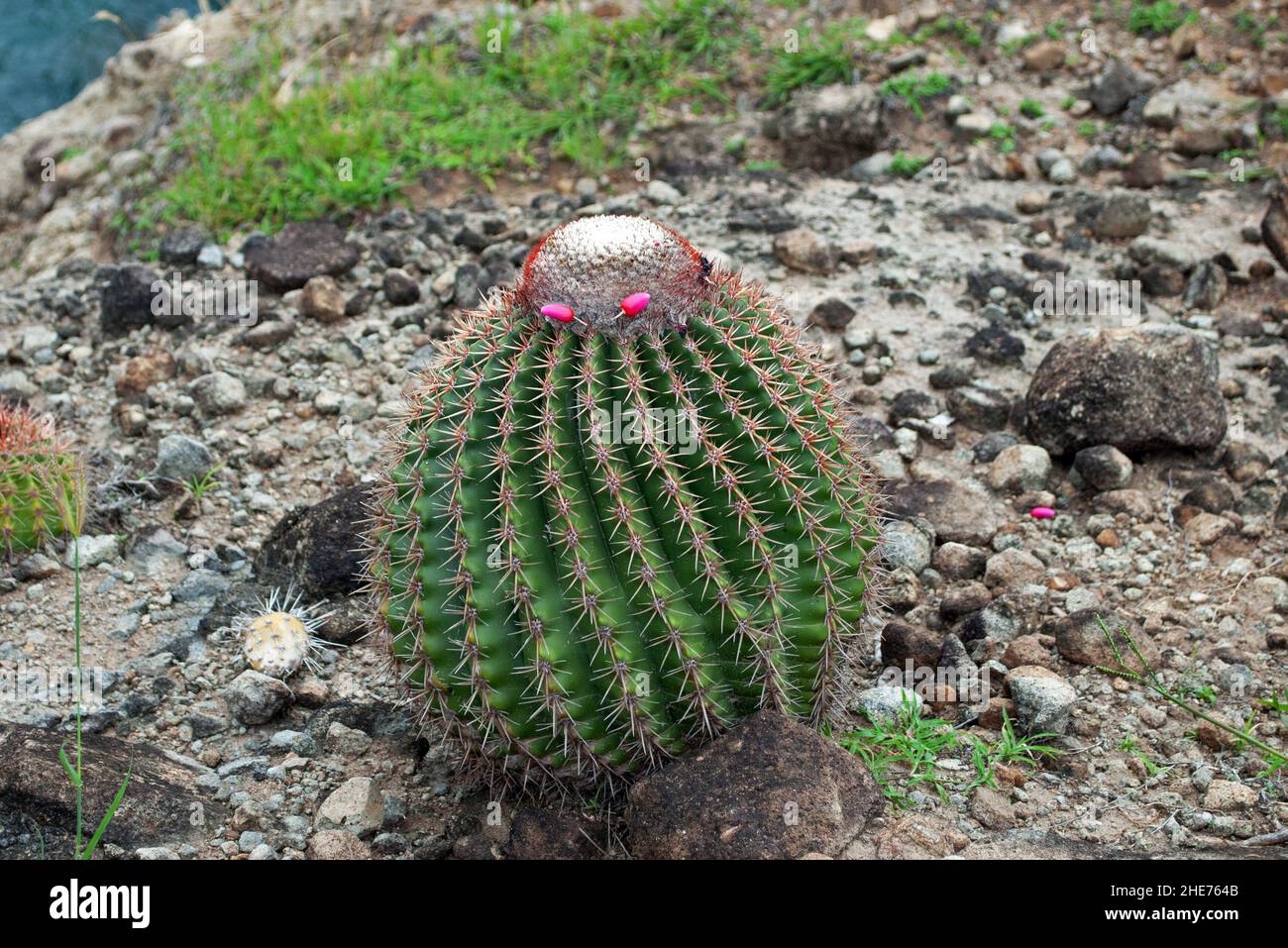 Melocactus intortus is a common Caribbean species of cactus. The pictures were taken on St Lucia. Stock Photo