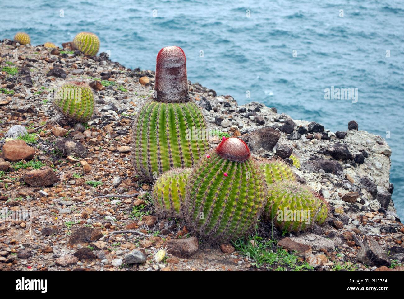 Melocactus intortus is a common Caribbean species of cactus. The pictures were taken on St Lucia. Stock Photo