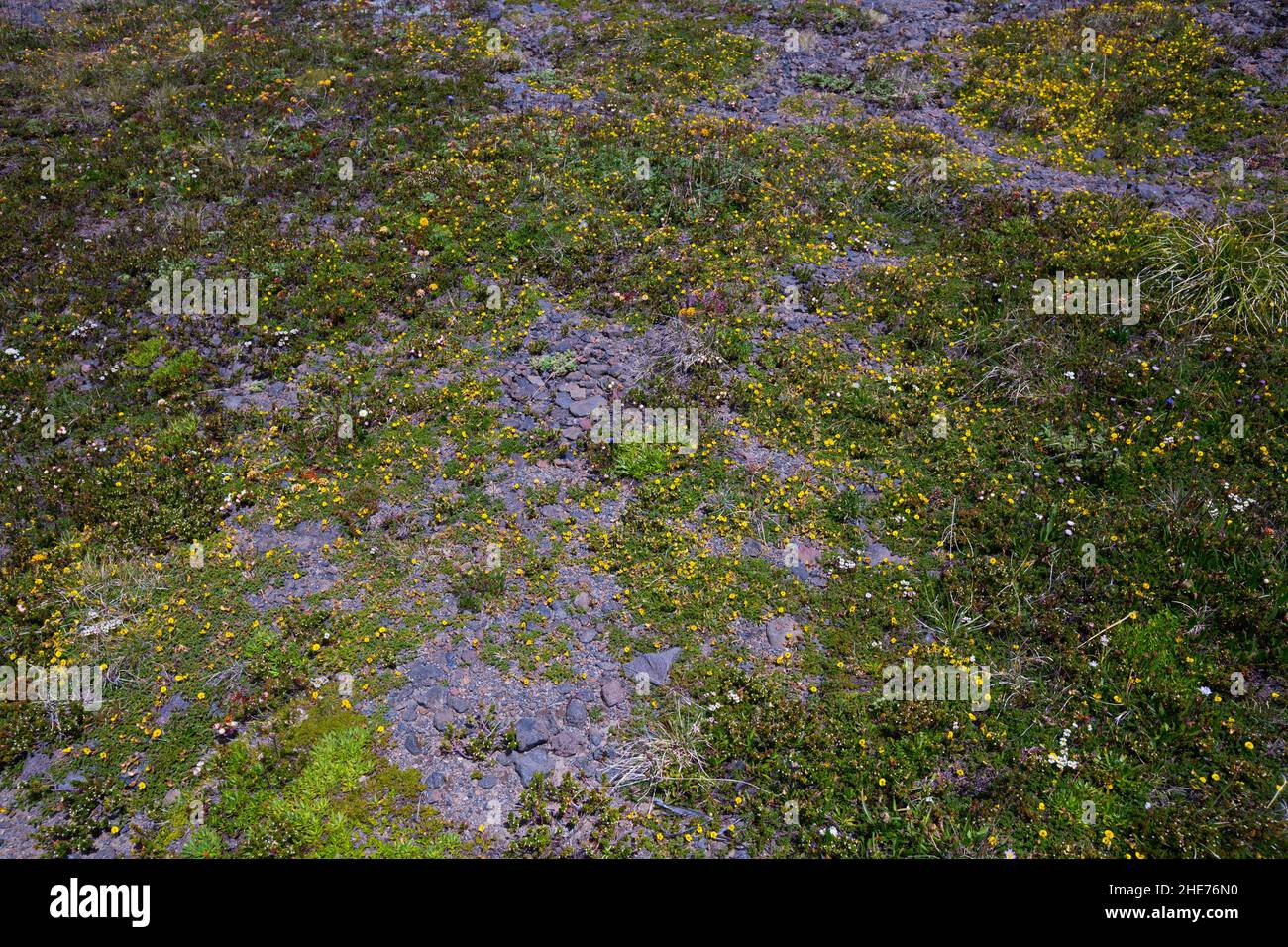 Plants of the Andes Stock Photo - Alamy