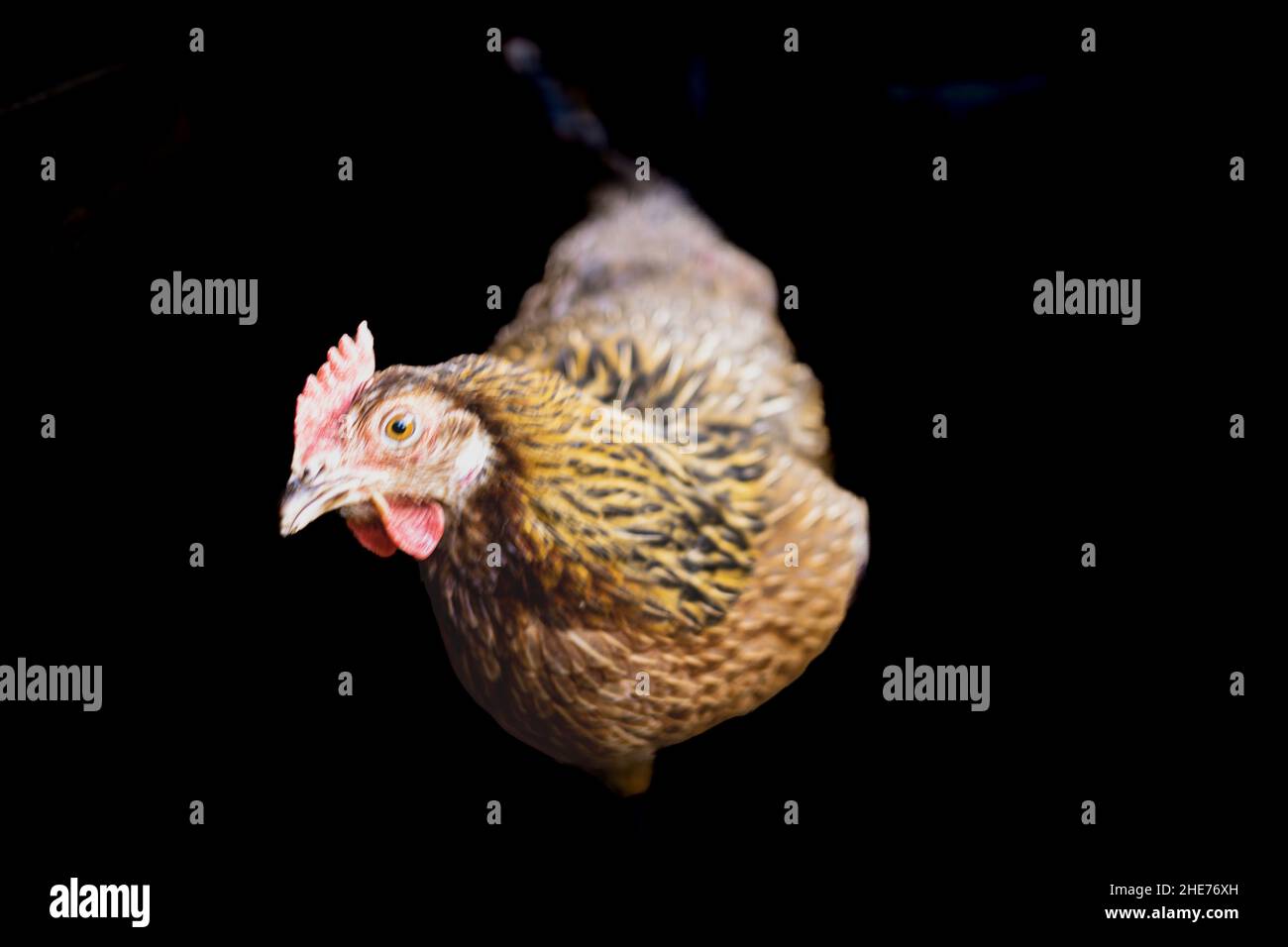 Backyard Chickens in profile with black background Stock Photo