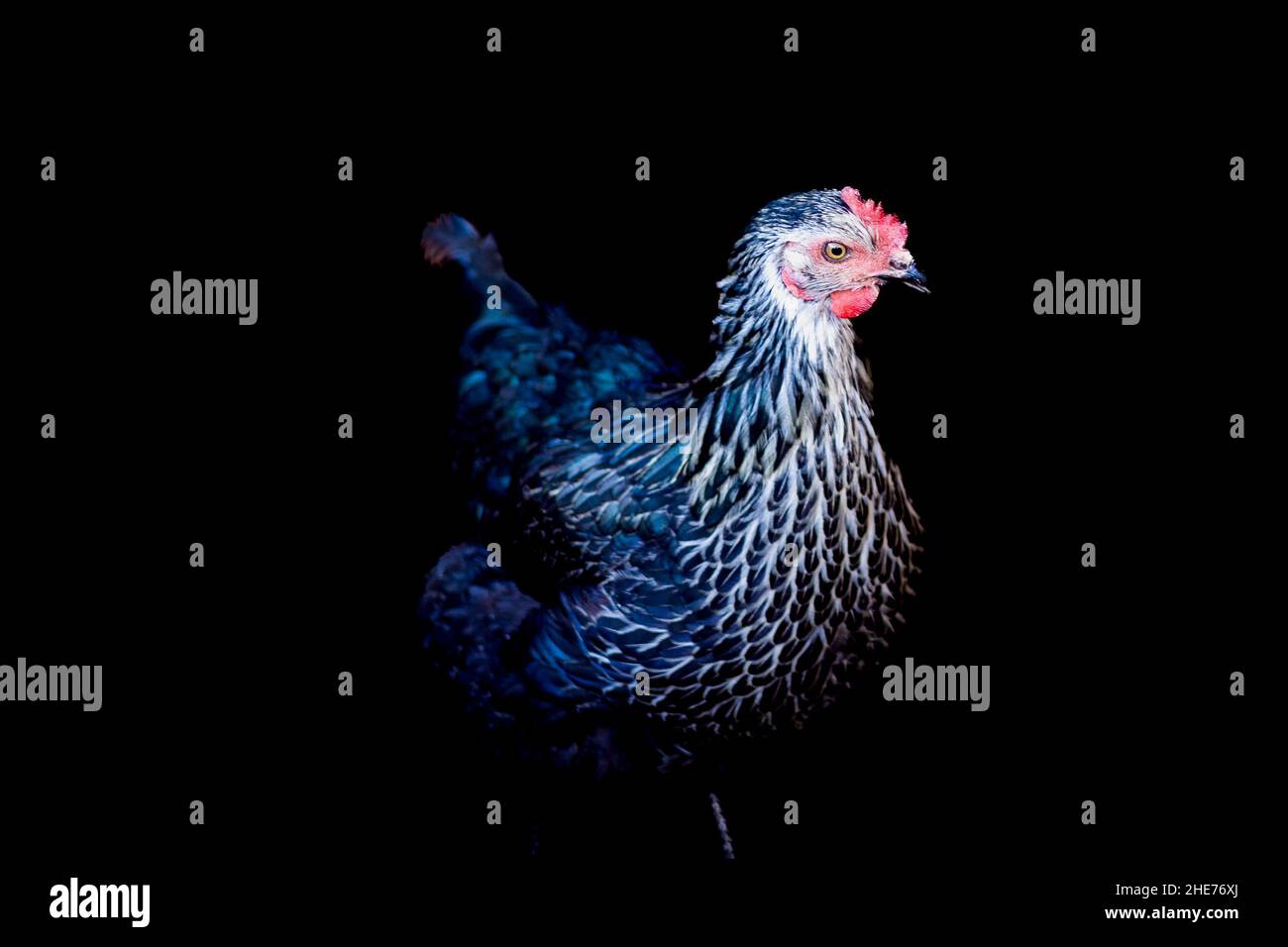 Backyard Chickens in profile with black background Stock Photo