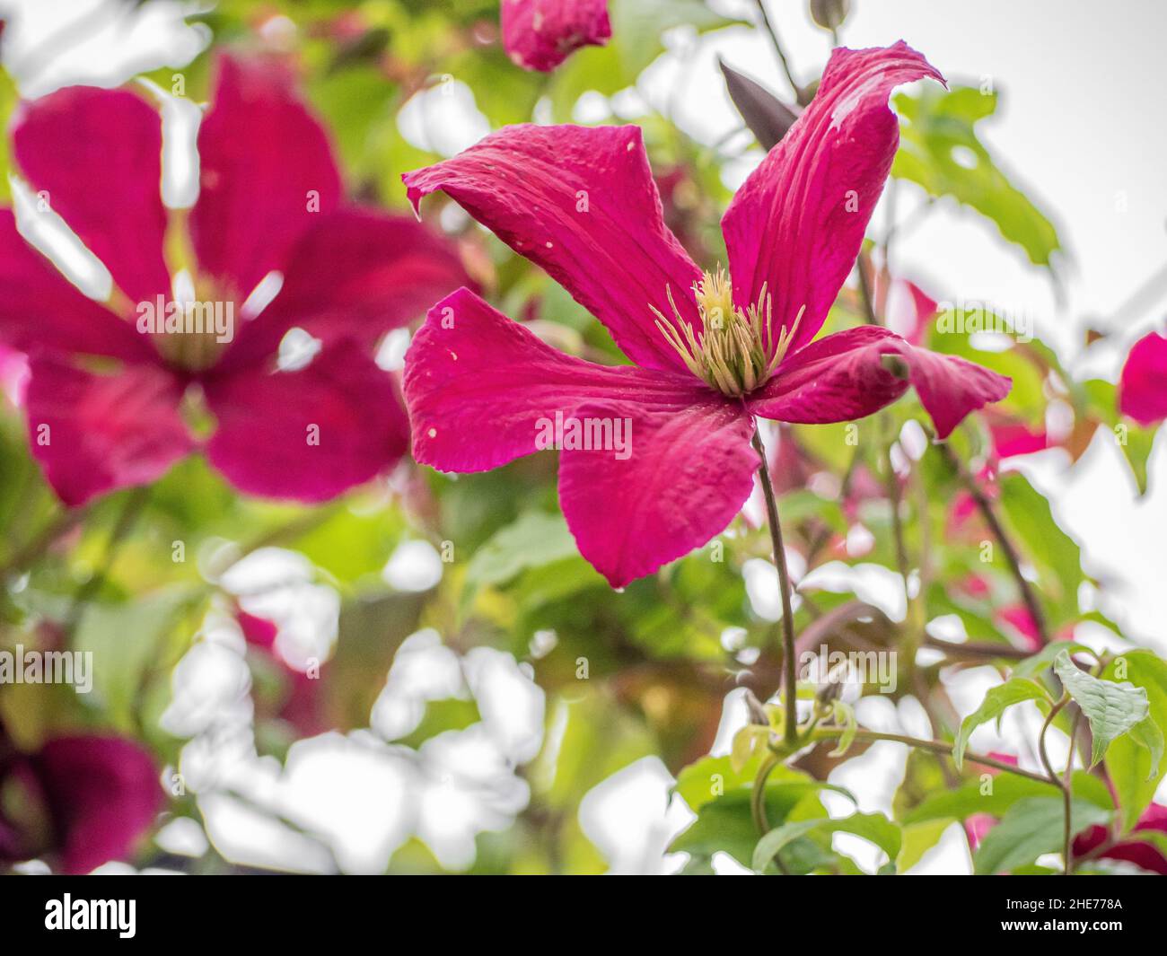 Closeup of a beautiful pink Clematis viticella flower against the blurry background of the garden Stock Photo
