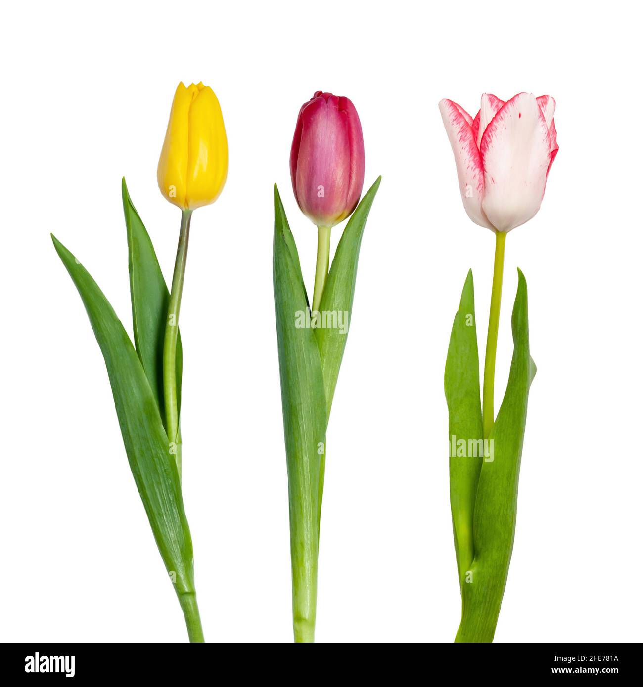 tulips isolated on white background Stock Photo - Alamy