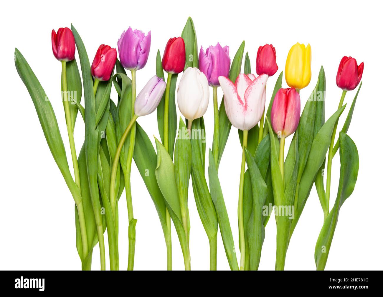 tulips isolated on white background Stock Photo - Alamy