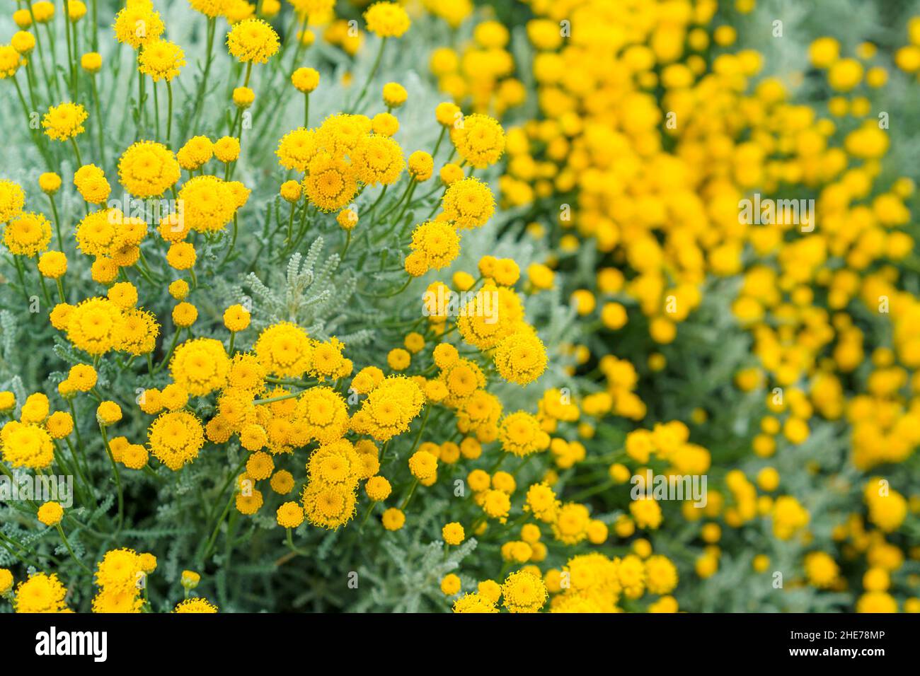 Decorative flowers of yellow tansy on a flower bed. Stock Photo