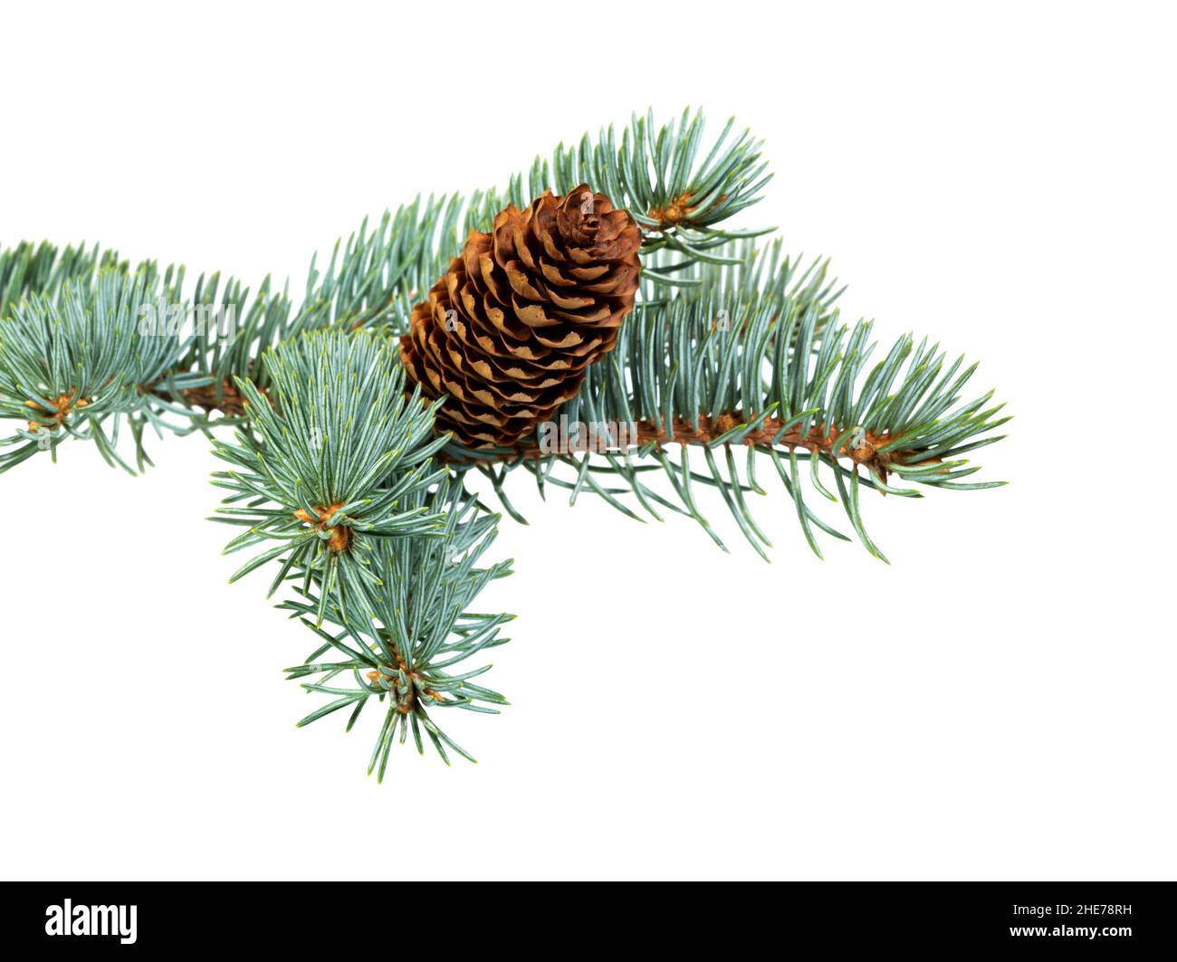 Spruce branch with cones isolated on white background. Fir tree branch. Spruce branch. Christmas fir. Stock Photo