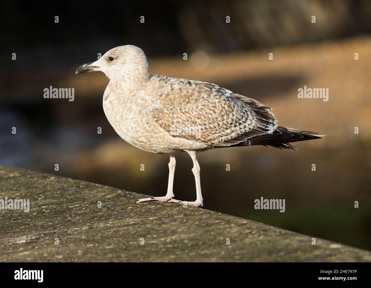 The juvenile Herring Gull is a mottled brown until its first moult in spring. It takes several years for the full and smart adult plumage to appear Stock Photo