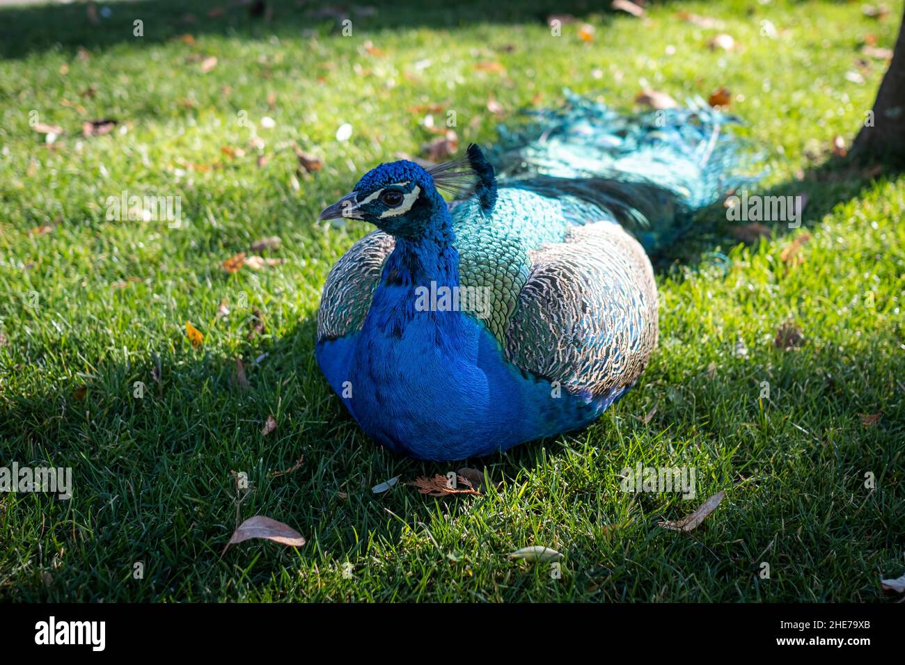 A peacock with bright plumage lies on the green grass Stock Photo - Alamy