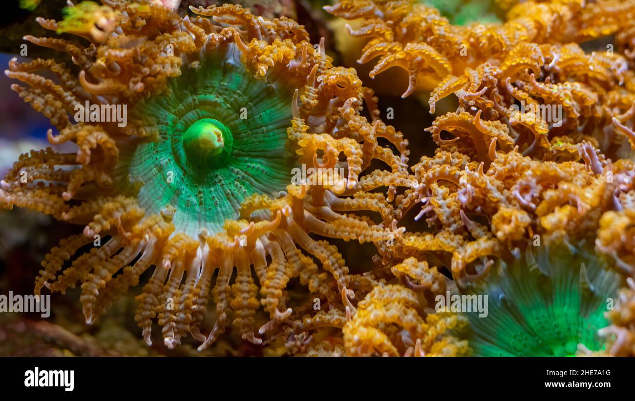 Macro photography of Anemone mushroom seawater close up Stock Photo