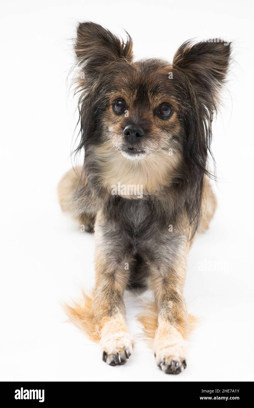 Portrait of a cute little dog that sits on a white background and looks at the camera. Multi-breed dog. Stock Photo