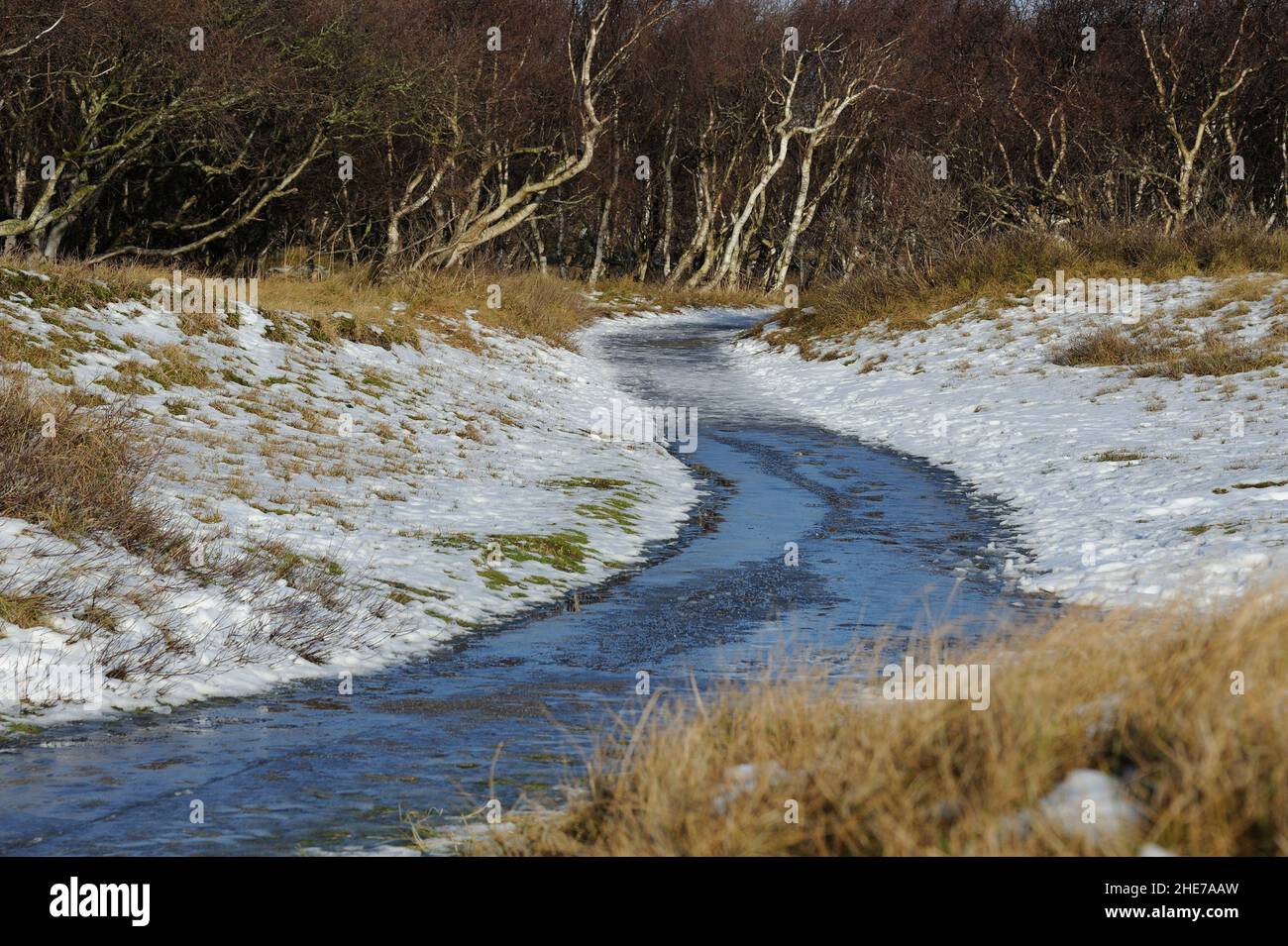 Fußweg durch die Dünen, Birkenwäldchen, Winter,  Norderney, Ostfriesische Inseln, Reg.-Bez. Weser-Ems, Landkreis Aurisch, Niedersachsen, Deutschland, Stock Photo