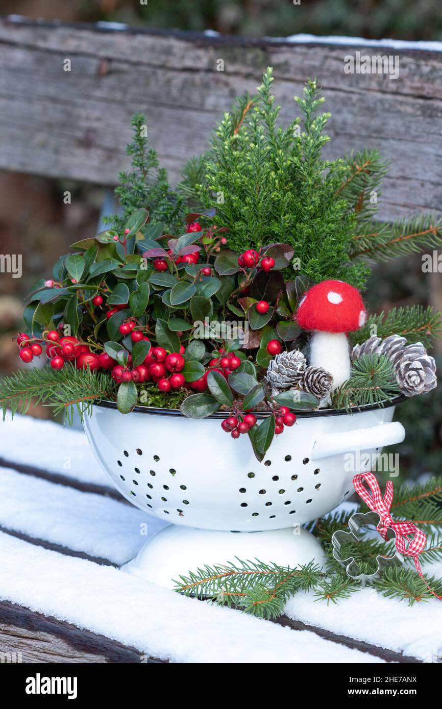 new year decoration with wintergreen and decorative fly agaric Stock Photo