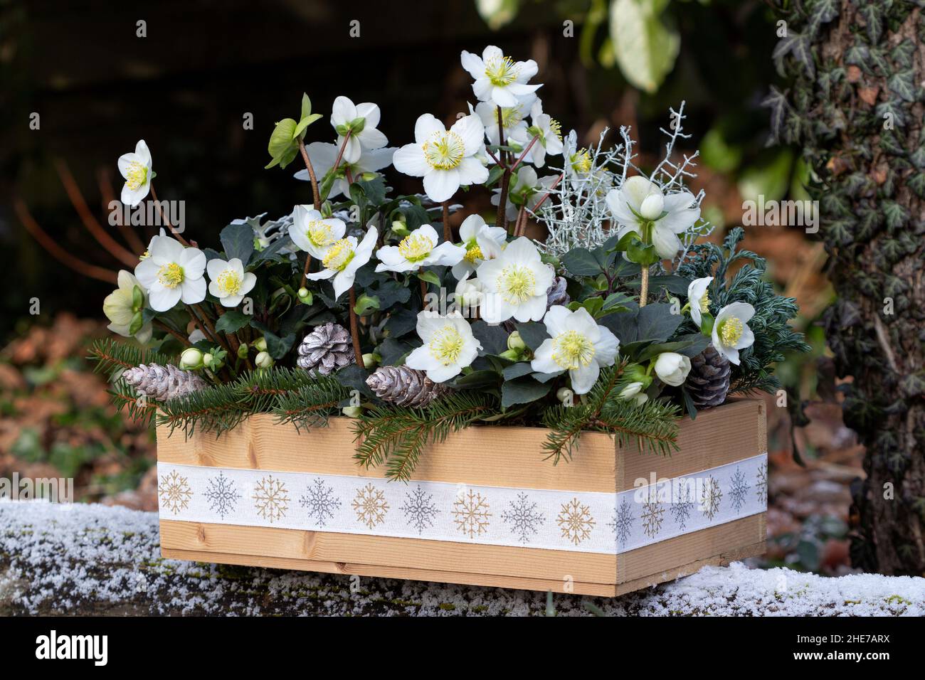 helleborus niger in wooden box in winter garden Stock Photo