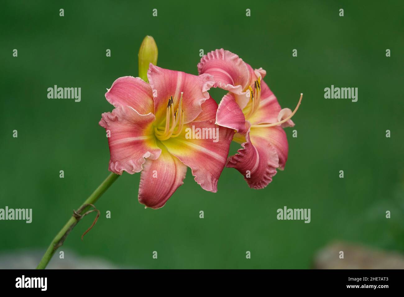 Pink Daylily Final Touch Lily with Ruffled Petals and a Yellow Green ...