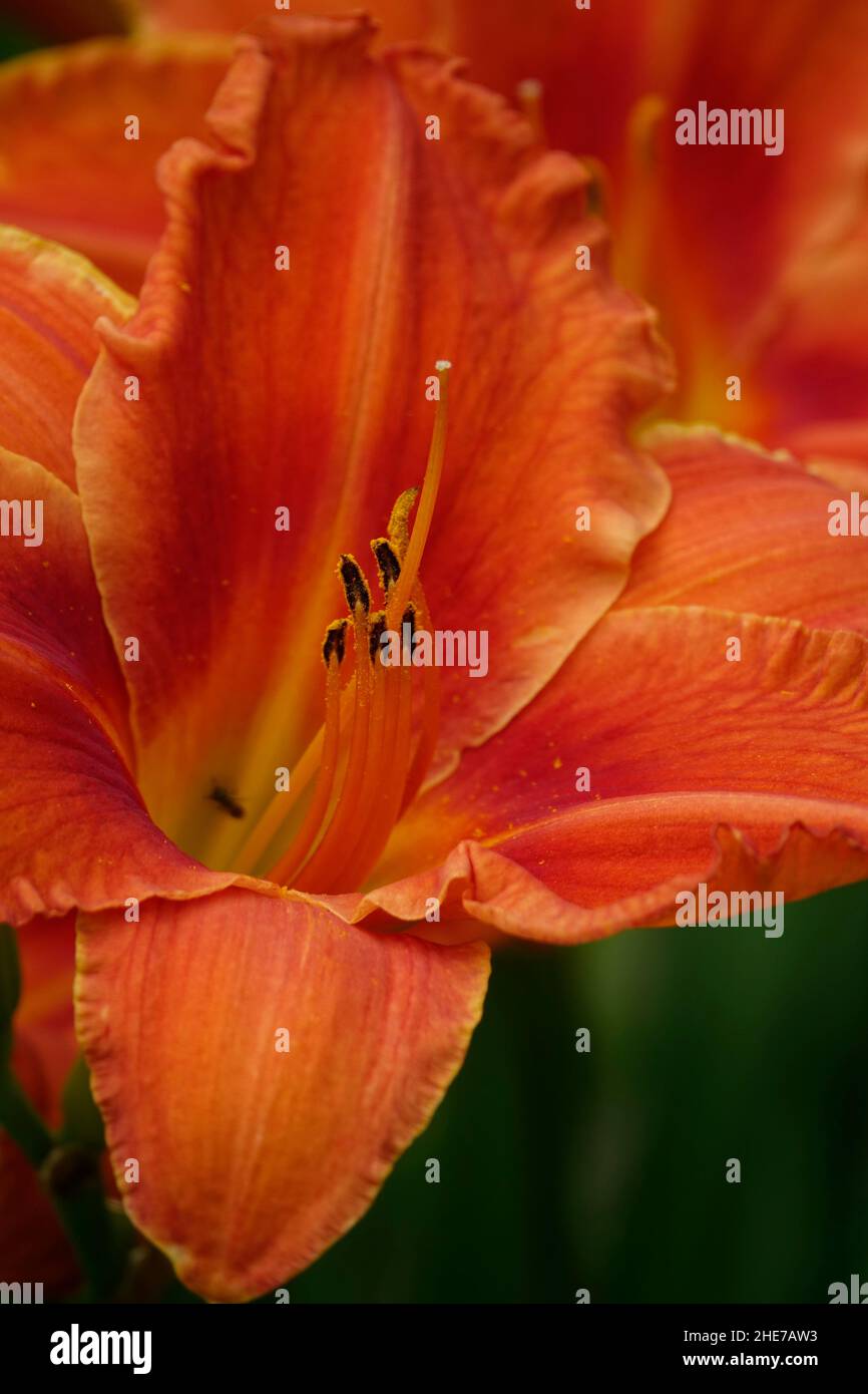 Orange Lilies Daylilies Hemerocallis fulva tawny daylily, corn lily, tiger daylily, fulvous