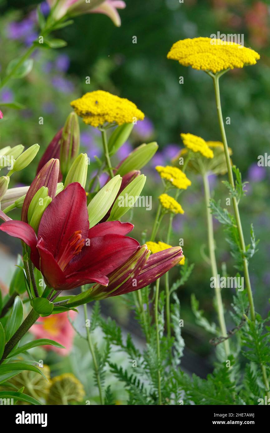 Burgundy Maroon Maripa Lily with Yellow Achillea filipendulina, Fernleaf yarro, Milfoil, Nosebleed in a Colorful Garden with Lavender Stock Photo