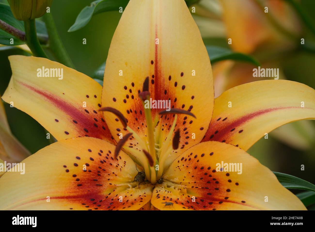 asiatic lily yellow with red spots