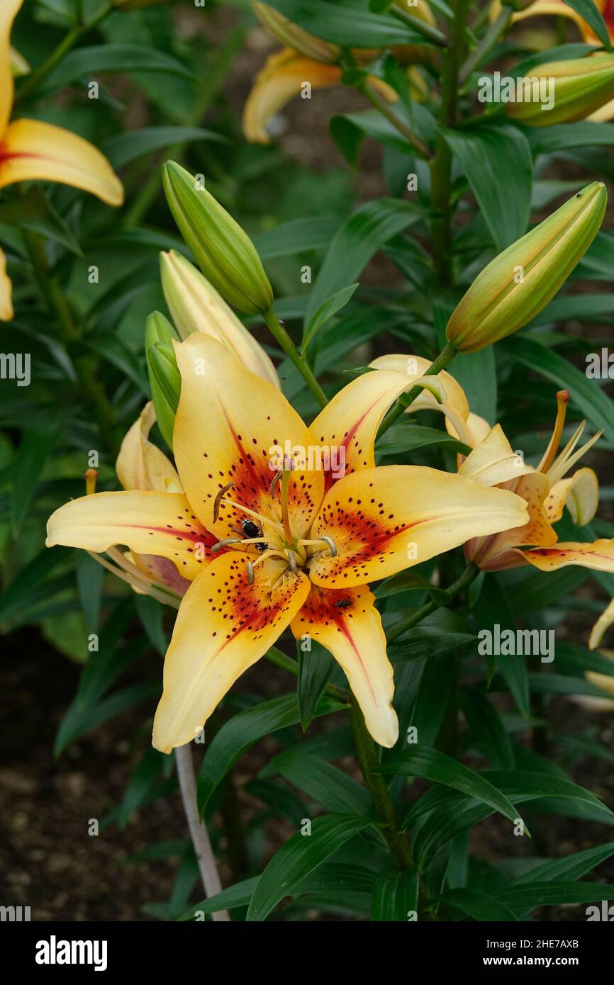 Cluster of light yellow lilies with red spots in the center, yellow asiatic, red throat, red eye Stock Photo