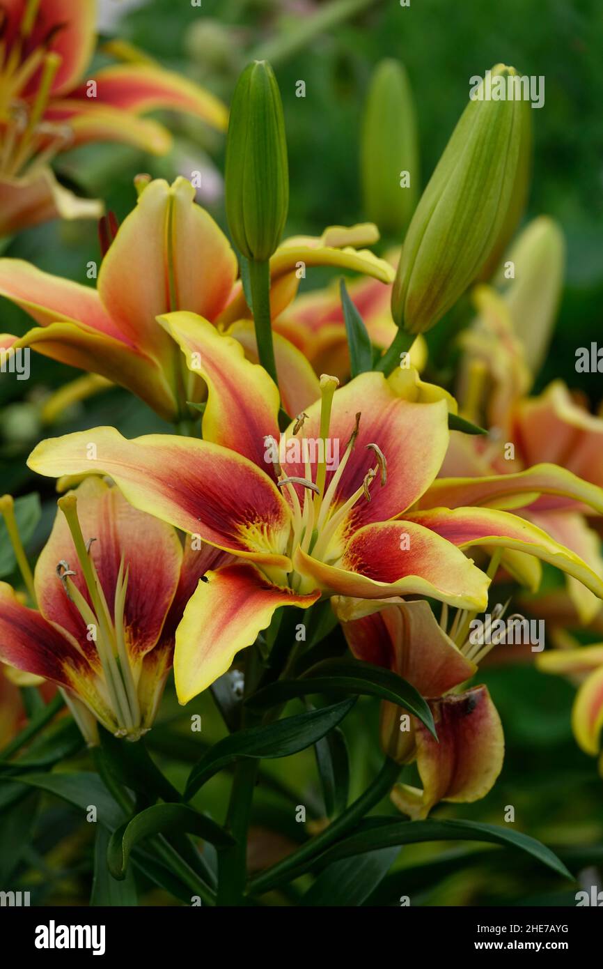 A Cluster of Yellow Lilies, Red Center Throat, Lilium Bulbiferum, with Buds, John Hancock Asiatic Lily, Viva la Vida Oriental Lily, Asian Hybrid Stock Photo