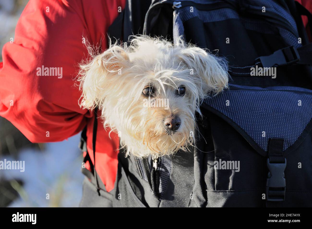 Hund im Rucksack, Winter,  Norderney, Ostfriesische Inseln, Reg.-Bez. Weser-Ems, Landkreis Aurisch, Niedersachsen, Deutschland, Europa | little dog in Stock Photo