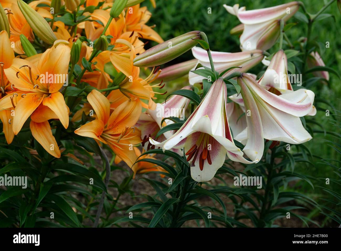 Lilium regale, also called the regal lily, royal lily, king's lily with trumpet-shaped flowers alongside a cluster of Orange Lilies in a Garden Stock Photo