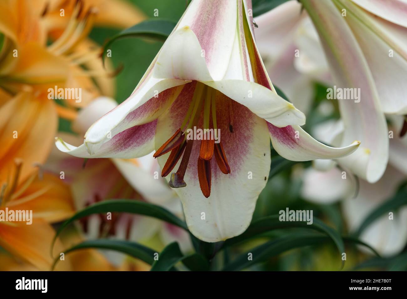 Lilium regale, also called the regal lily, royal lily, king's lily with trumpet-shaped flowers alongside a cluster of Orange Lilies in a Garden Stock Photo