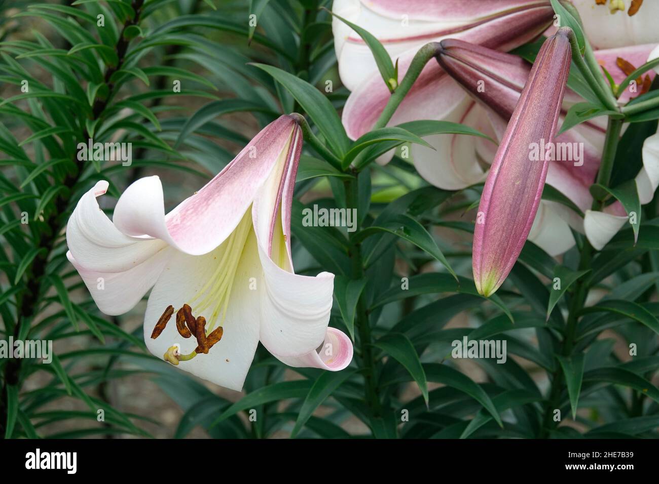 Lilium regale, also called the regal lilies, royal lily, king's lily with trumpet-shaped flowers, Purple and White Petals in a Cluster of Buds Stock Photo