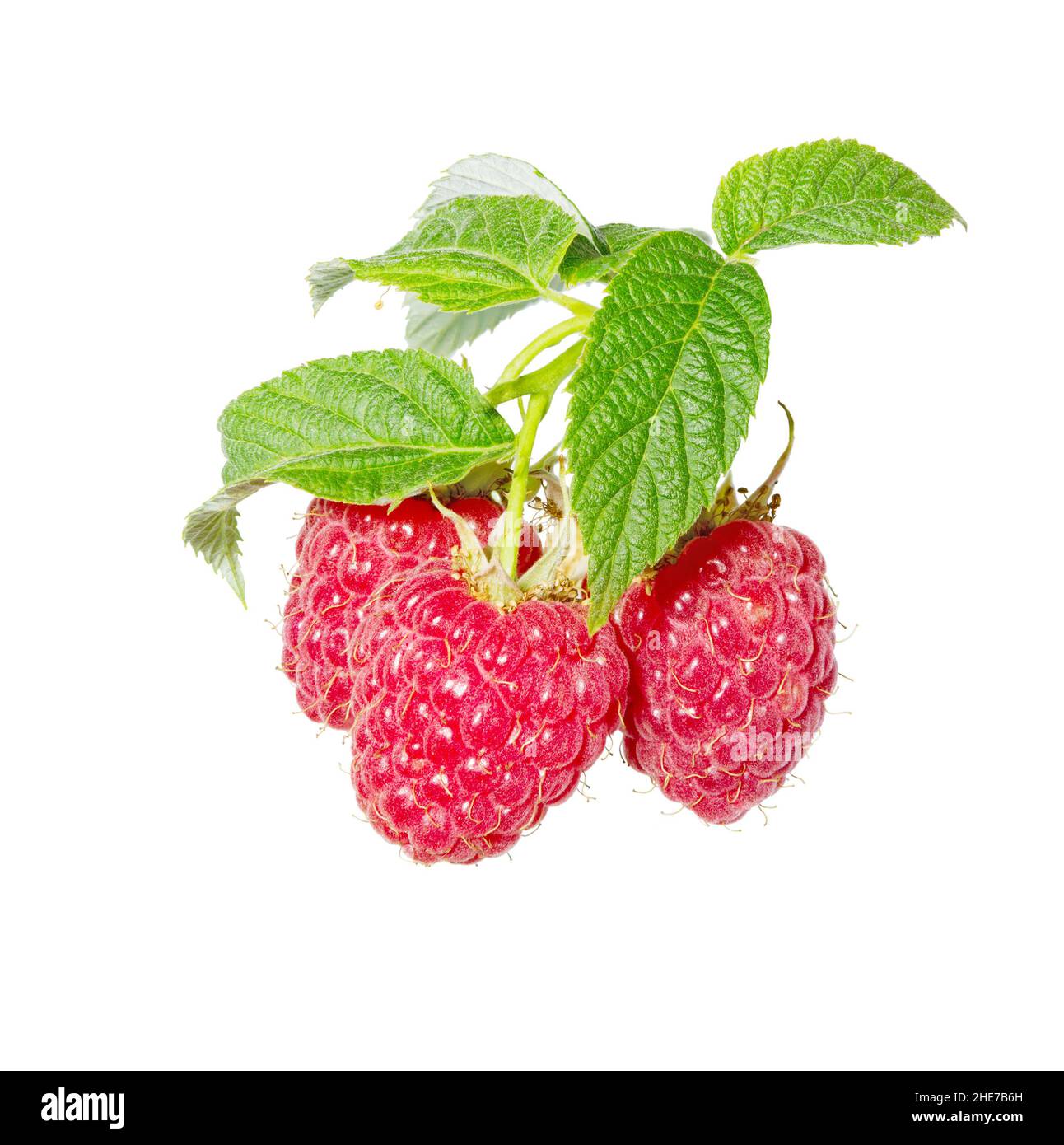 Raspberri berry with leaves isolated on white background. Ripe red raspberries  fruits close up. Collection. Stock Photo