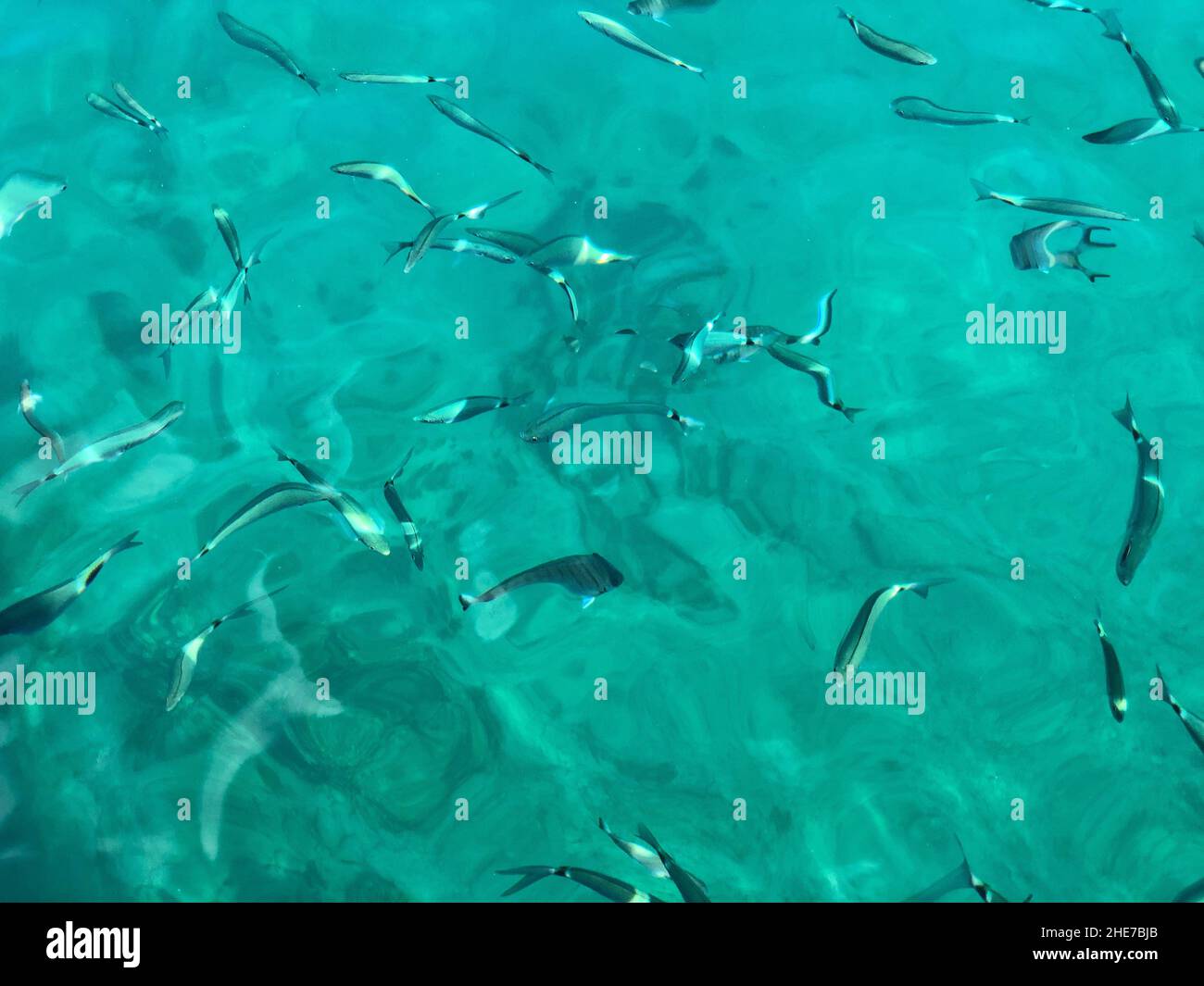 school of fish in a clear sea as a background Stock Photo - Alamy
