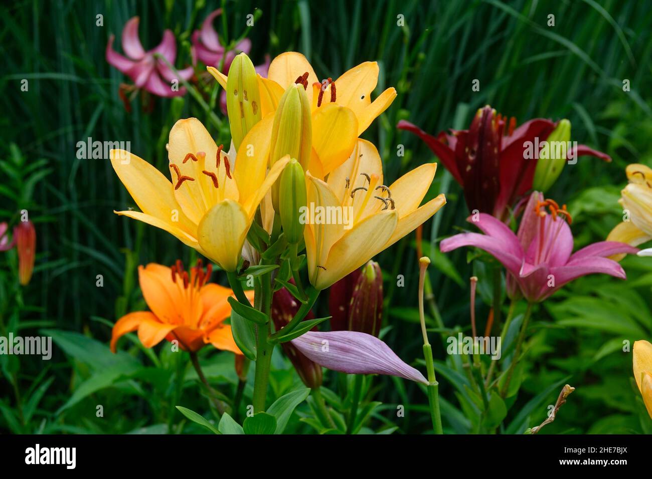Cluster of Colorful Hybrid Lilies in a Garden, Combination of Peach Yellow Menorca Lily, Orange Brunello Lily, Burgundy Lily, Pink Lily, Tiny Ghost Stock Photo