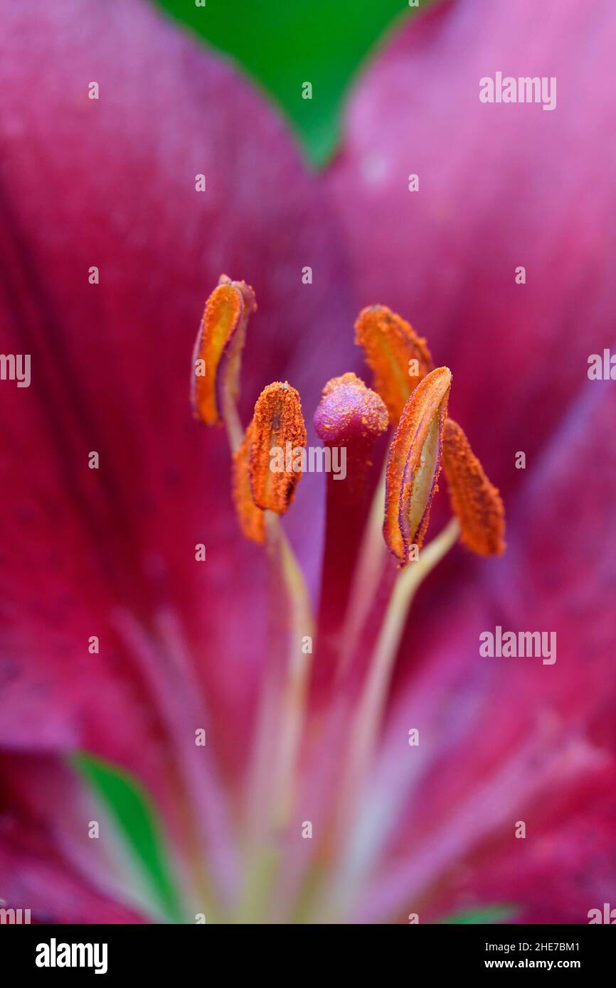 Close Up of a Pink Lily with Dark Pink, Magenta Petals also called Tiny Ghost Lily Micro Photography Stock Photo