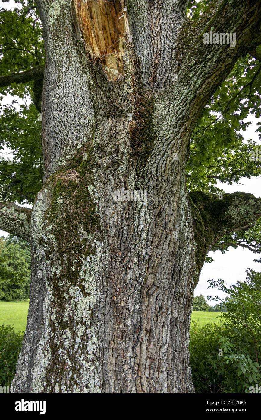 Alte Eiche (Quercus) Stock Photo