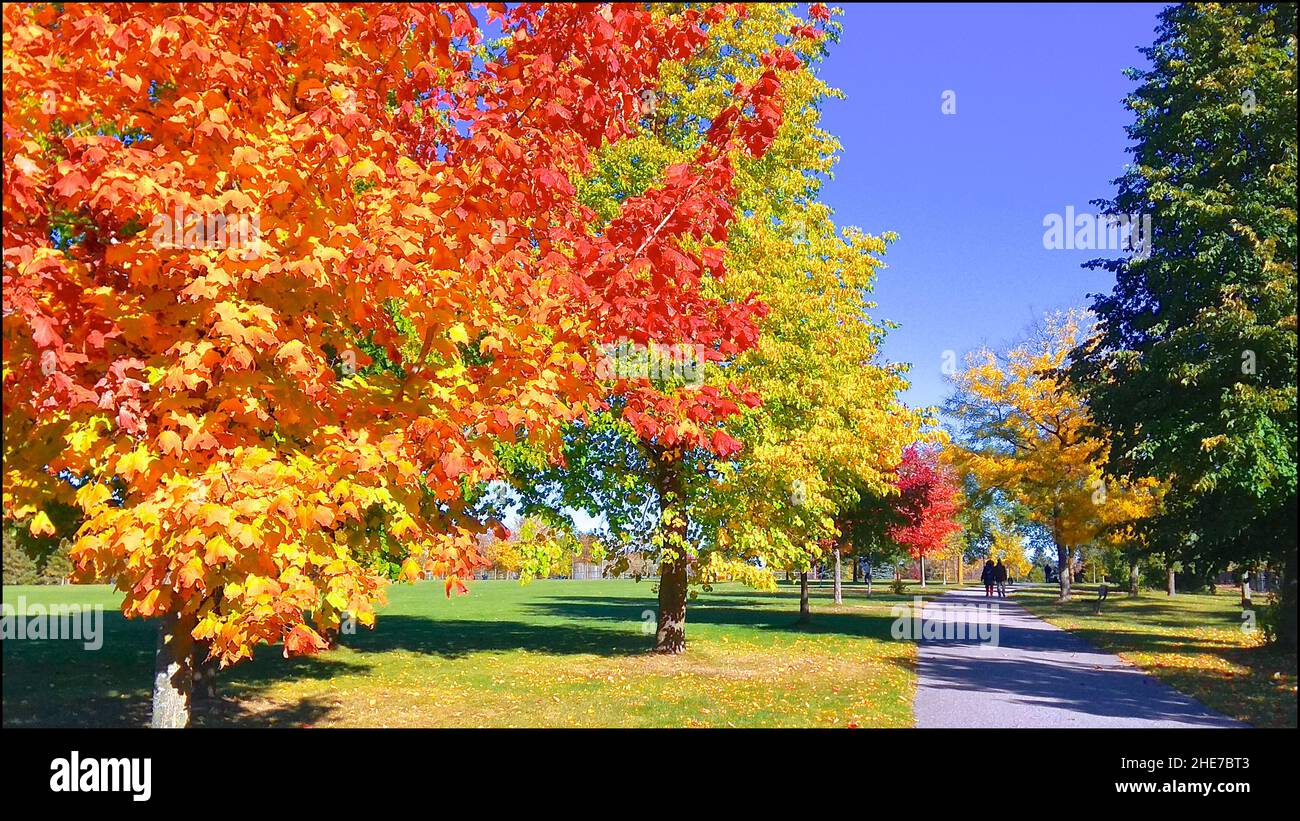 Couple walking in the park with autumn leaf colour Stock Photo - Alamy
