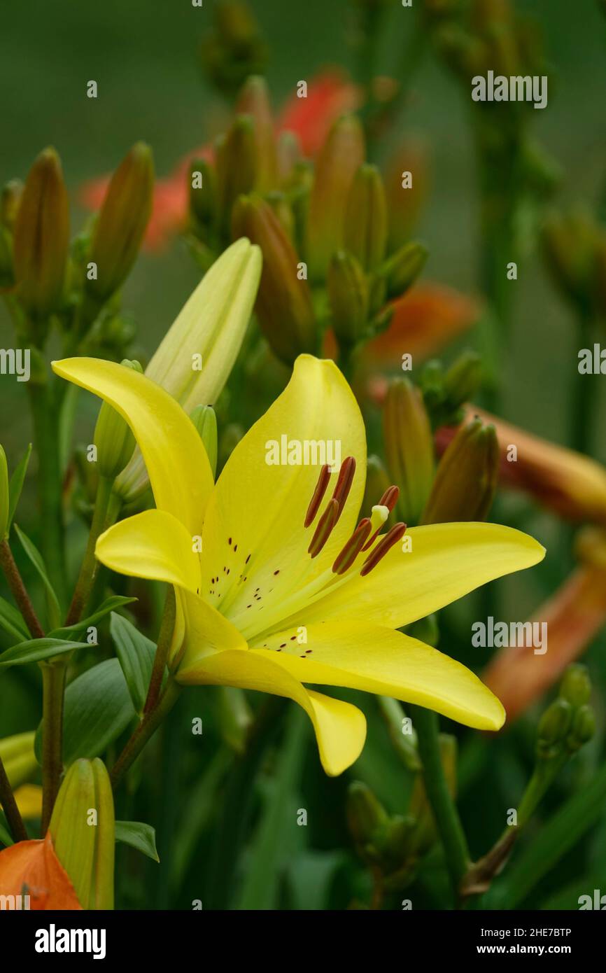 Yellow Lily Lilium Bulbiferum, Flawless, Garden Plant with Yellow Petals, also called Freya, American Hero, Asiatic Fire Lilies Stock Photo