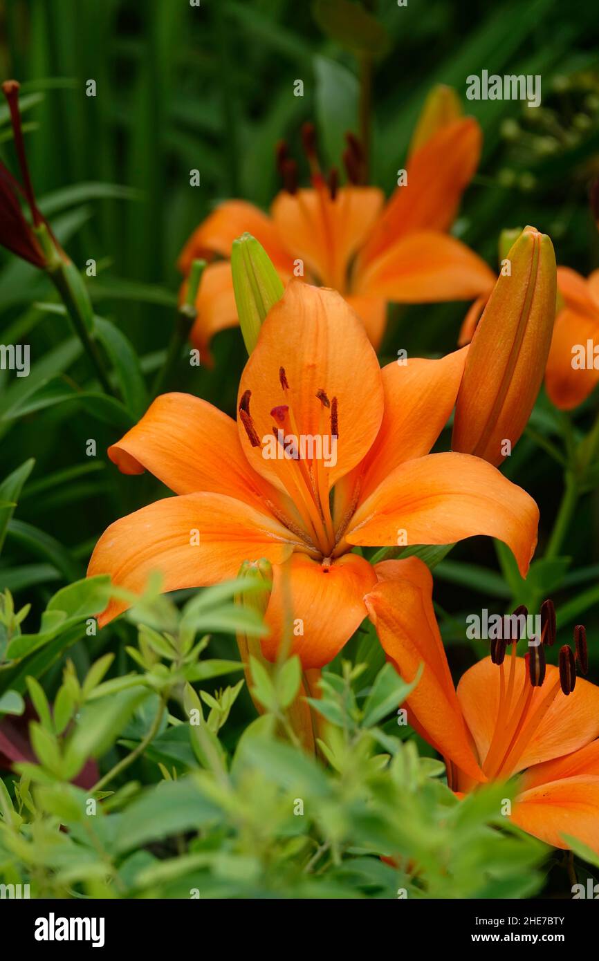 A Cluster of Orange Asiatic Lilies, Lilium Bulbiferum Flowers and Buds, also called Brunello Lily, Vivid Orange Petals Stock Photo