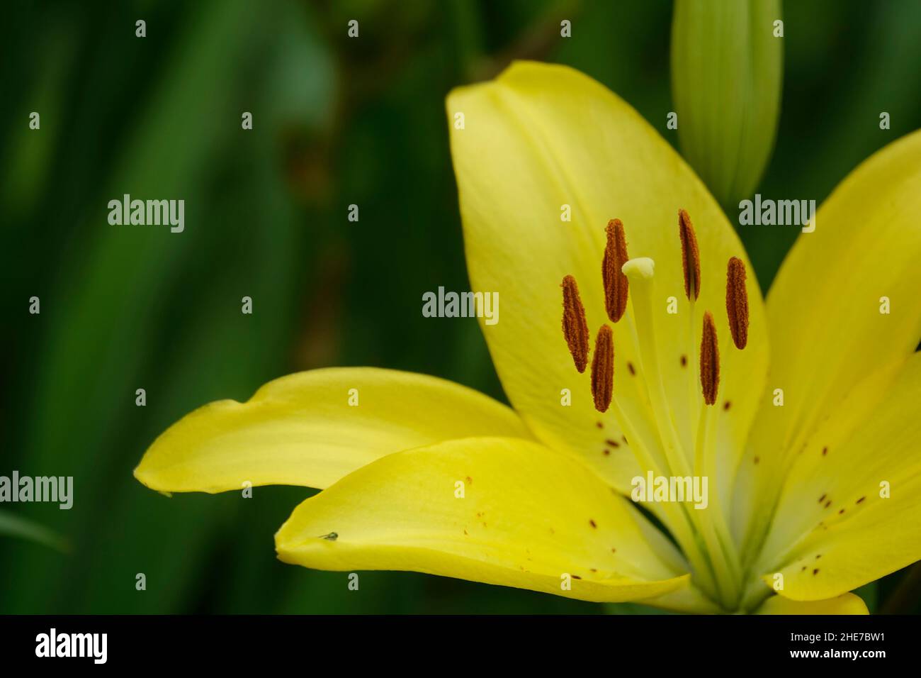 One Yellow Lily Lilium Bulbiferum, Flawless, Micro Photography, Garden Plant with Yellow Petals, also called Freya, American Hero, Asiatic Fire Lilies Stock Photo