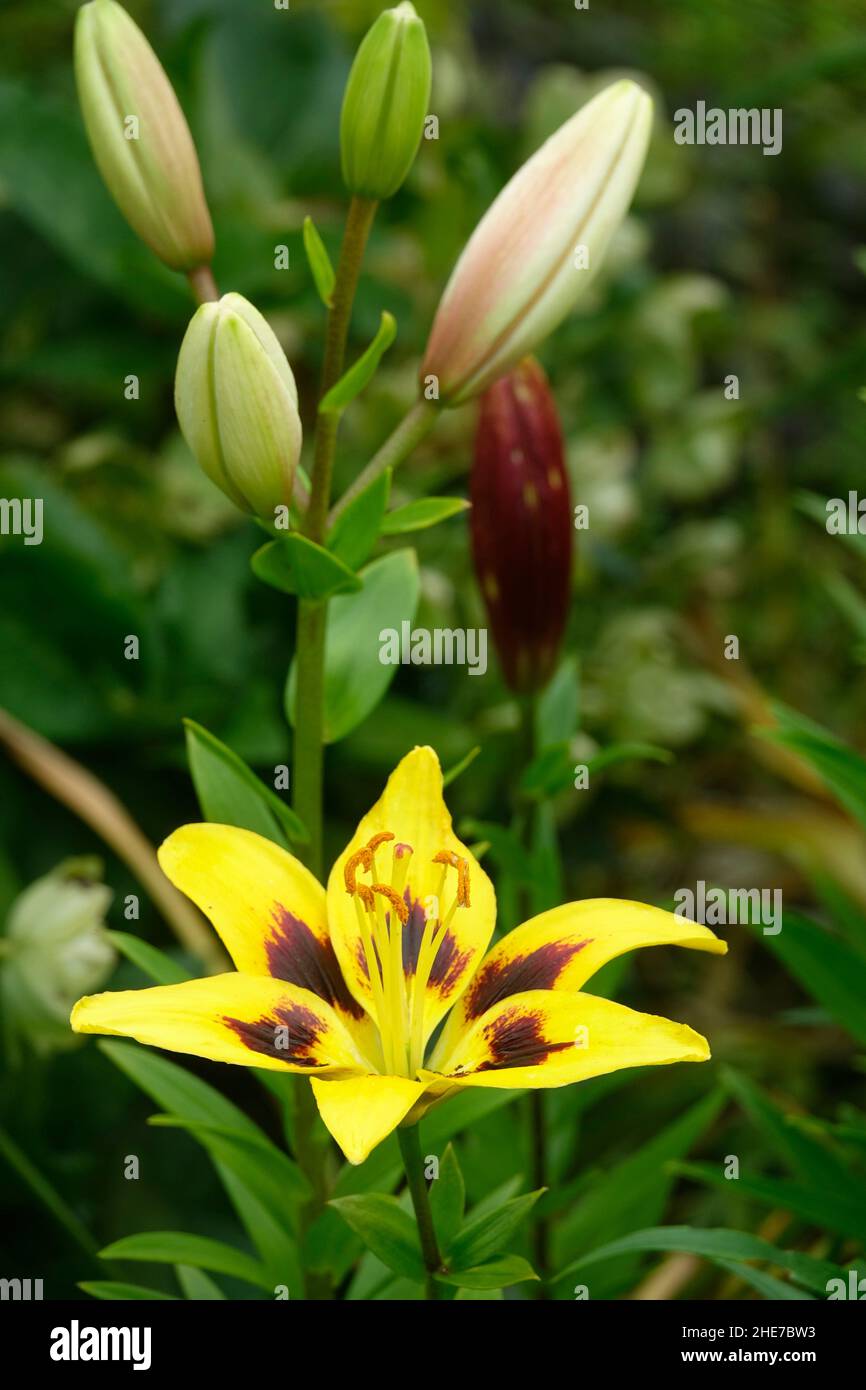 John Hancock Asiatic Lily, Yellow Petals with Large Black Spots or Maroon Blotches, Hybrid Lilium, in a Garden of Lilies and Buds Stock Photo