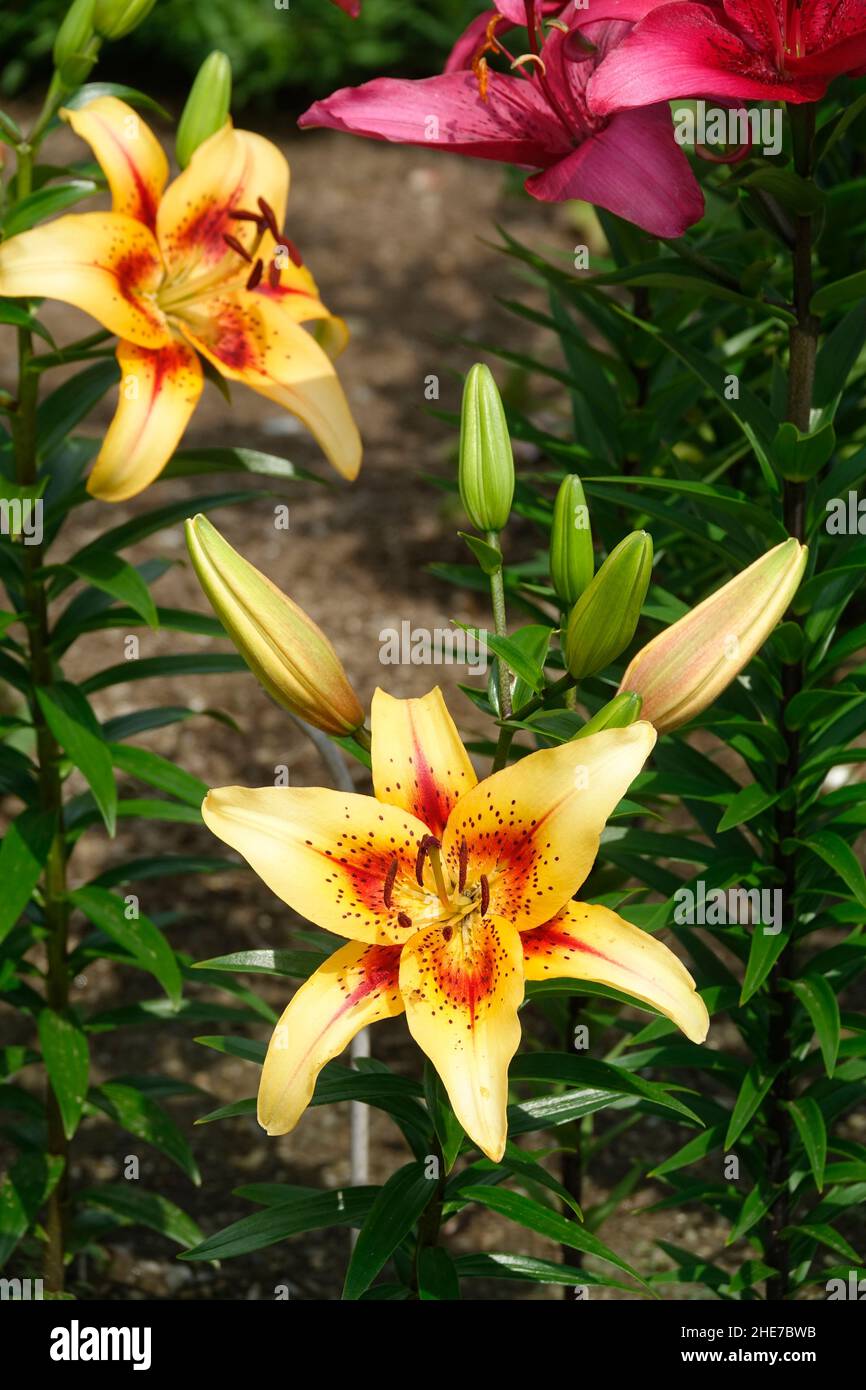 A Cluster of Viva La Vida Lilies Fresh Blooms  with Yellow Petals with Red Spots and New Buds with Tiny Ghost Lily in a Summer Garden Stock Photo