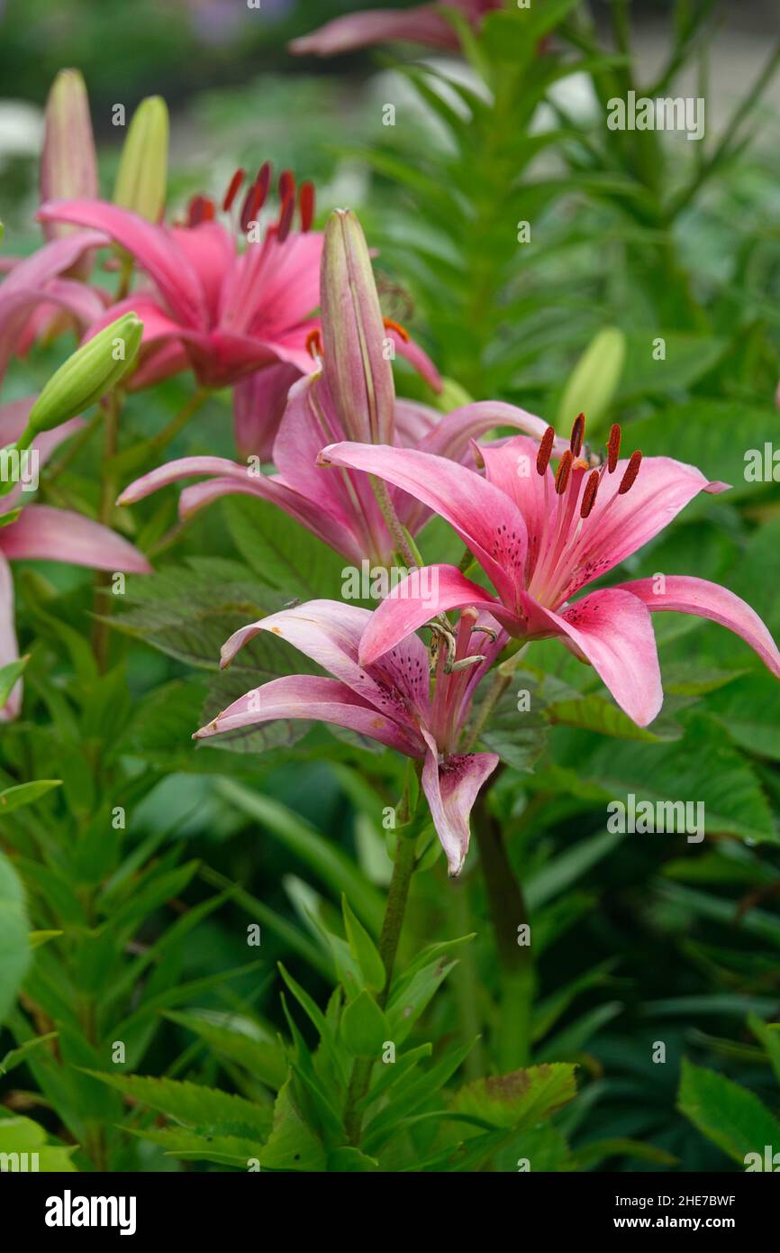 Pink Lilies Flowers, Asiatic Lilies, Hybrid Lily with Dark Pink Spots on the Petals Stock Photo