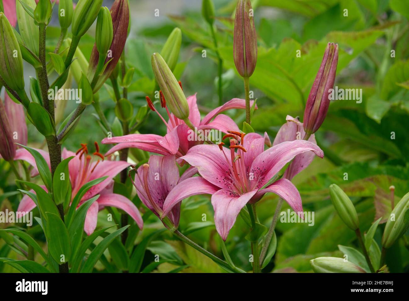 A Cluster of Pink Lilies Flowers, Asiatic Lilies, Hybrid Lily with Dark Pink Spots on the Petals Stock Photo