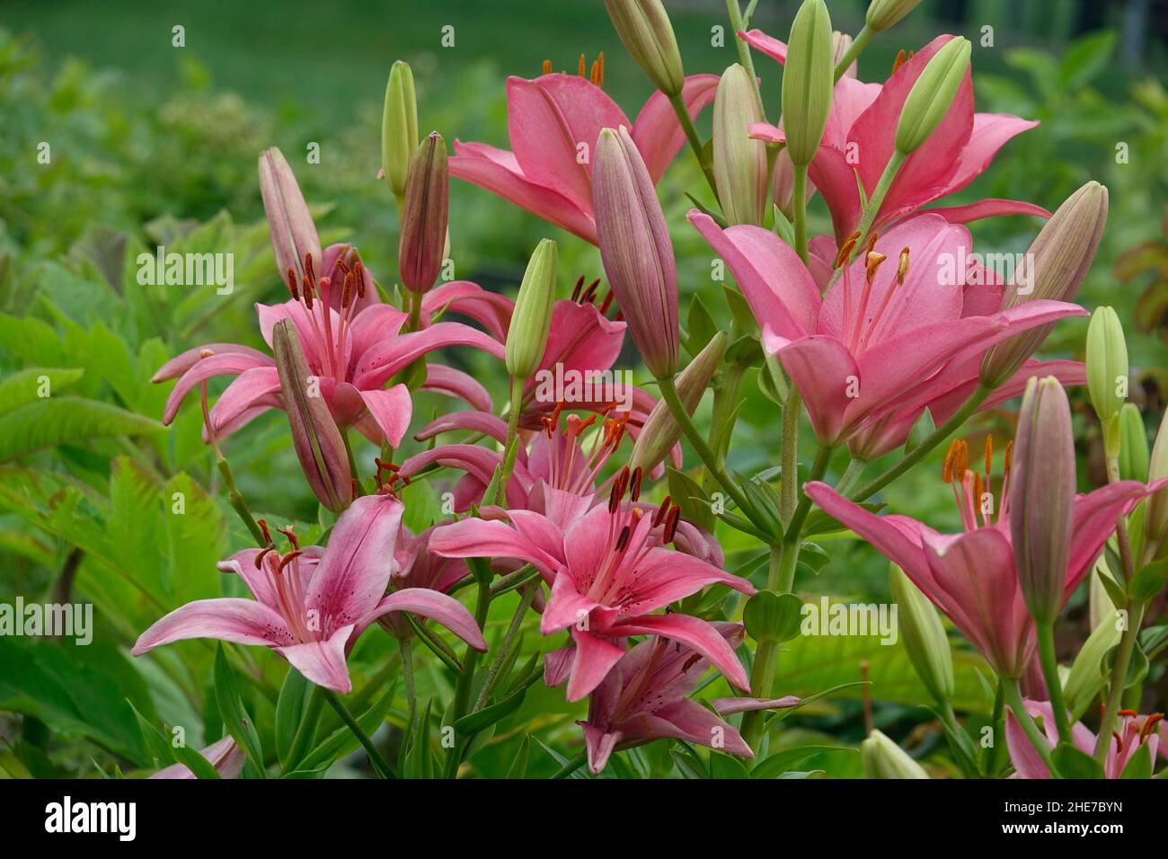 A Cluster of Upright Pink Lily Flowers, Asiatic Lilies, Hybrid Lily with Dark Pink Spots on the Petals Stock Photo