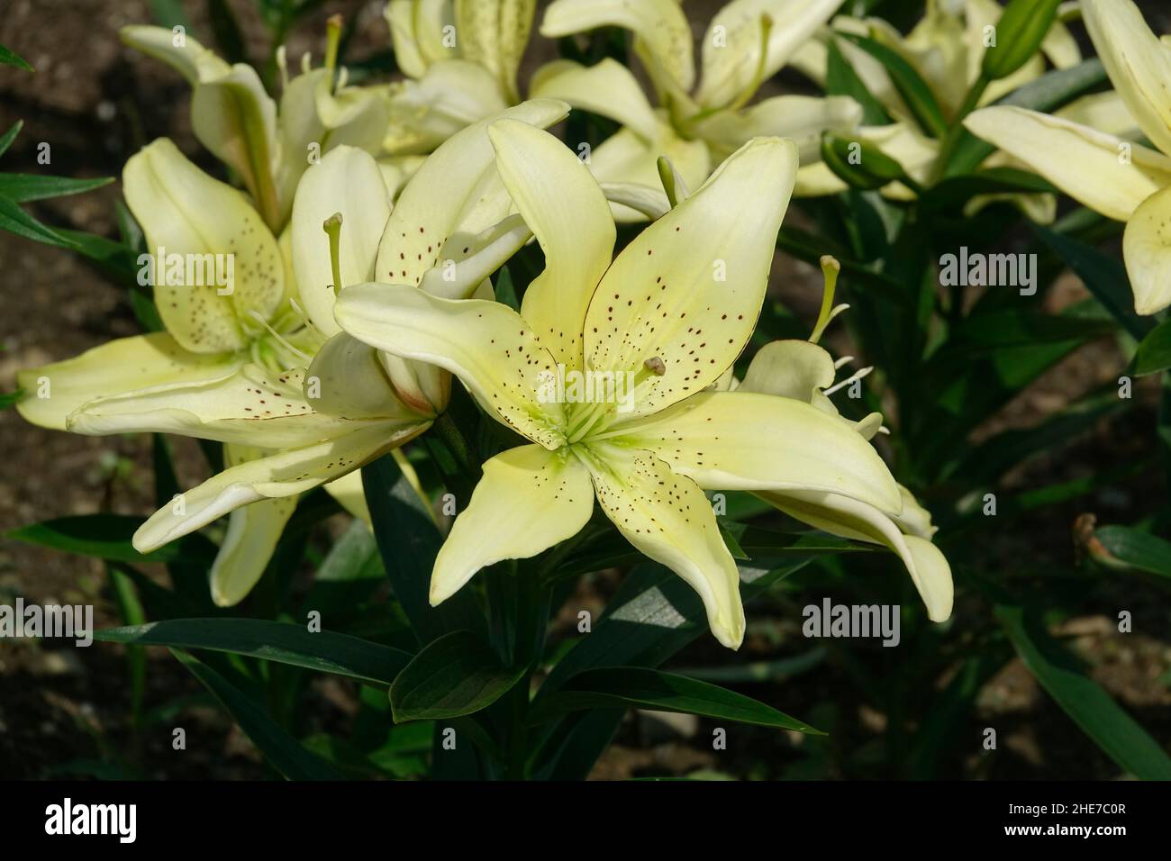A Cluster Bunch of White Hybrid Lilies with a Light Green Throat, Asiatic, Creamy-White Petals, Brown Spots, Brown Dots, also called King Pete Lily Stock Photo