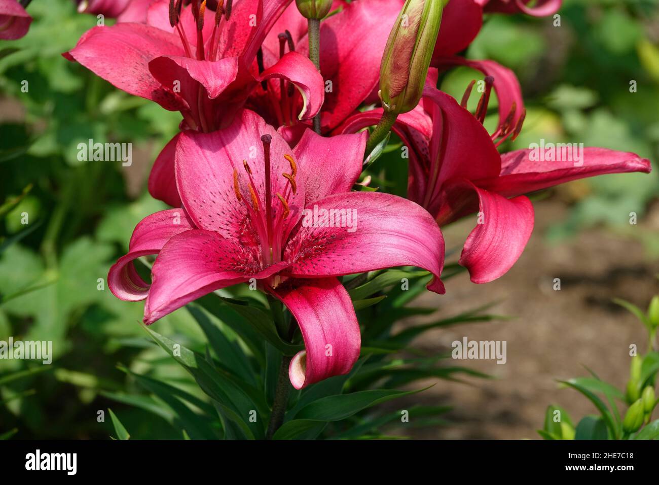 A Cluster of Pink Lilies with Dark Pink, Magenta Trumpetshaped Petals
