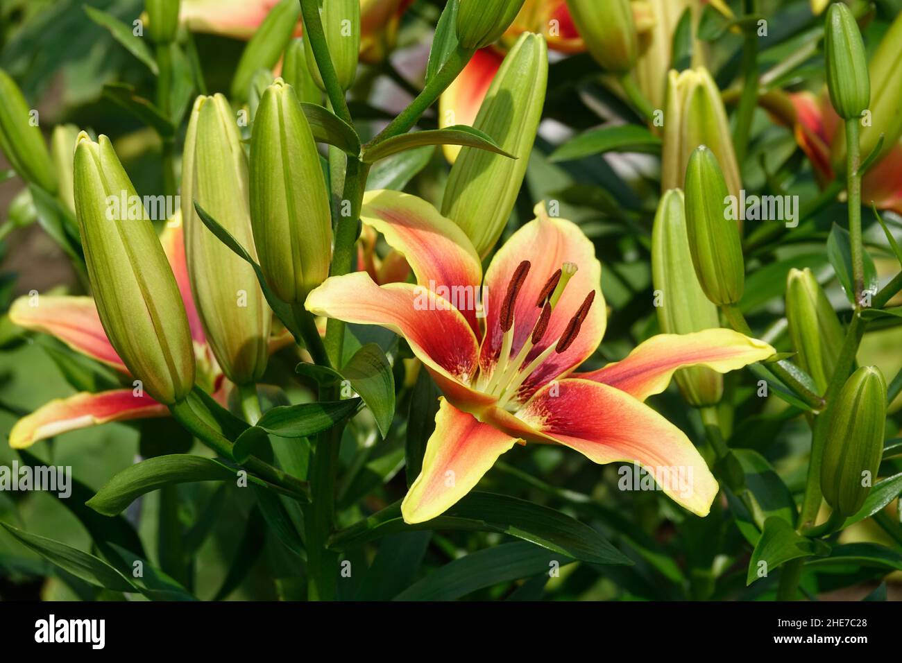 A Cluster of Yellow Lilies, Red Center Throat, Lilium Bulbiferum, with Buds, John Hancock Asiatic Lily, Viva la Vida Oriental Lily, Asian Hybrid Stock Photo