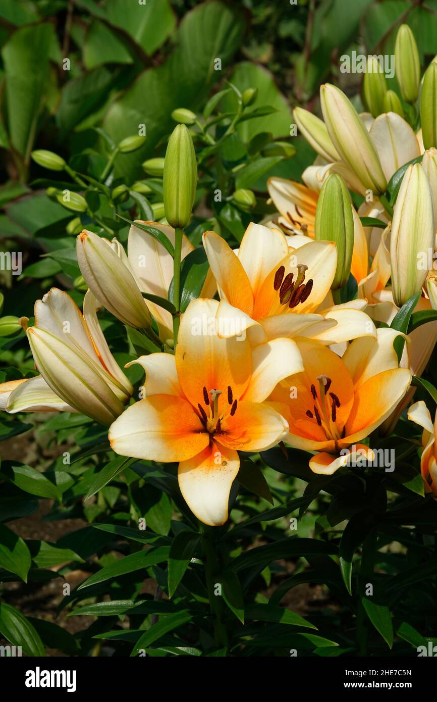 Multiple White and Orange Lilies Creamy Orange Center and White Tips Soft Orange Petals in a