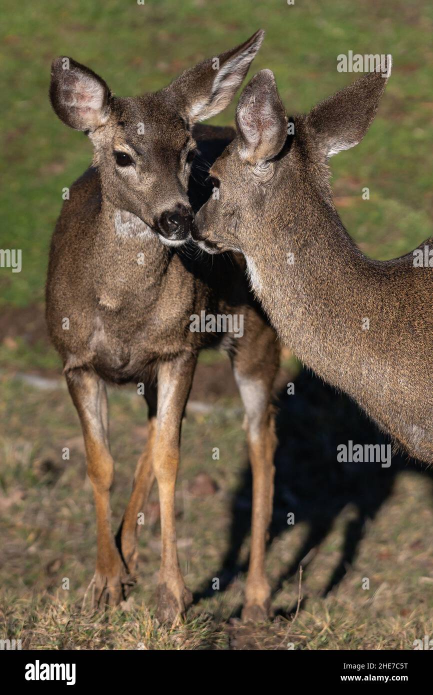 White-tailed Deer nose to nose in the Wilderness. Oregon, Ashland, Winter Stock Photo