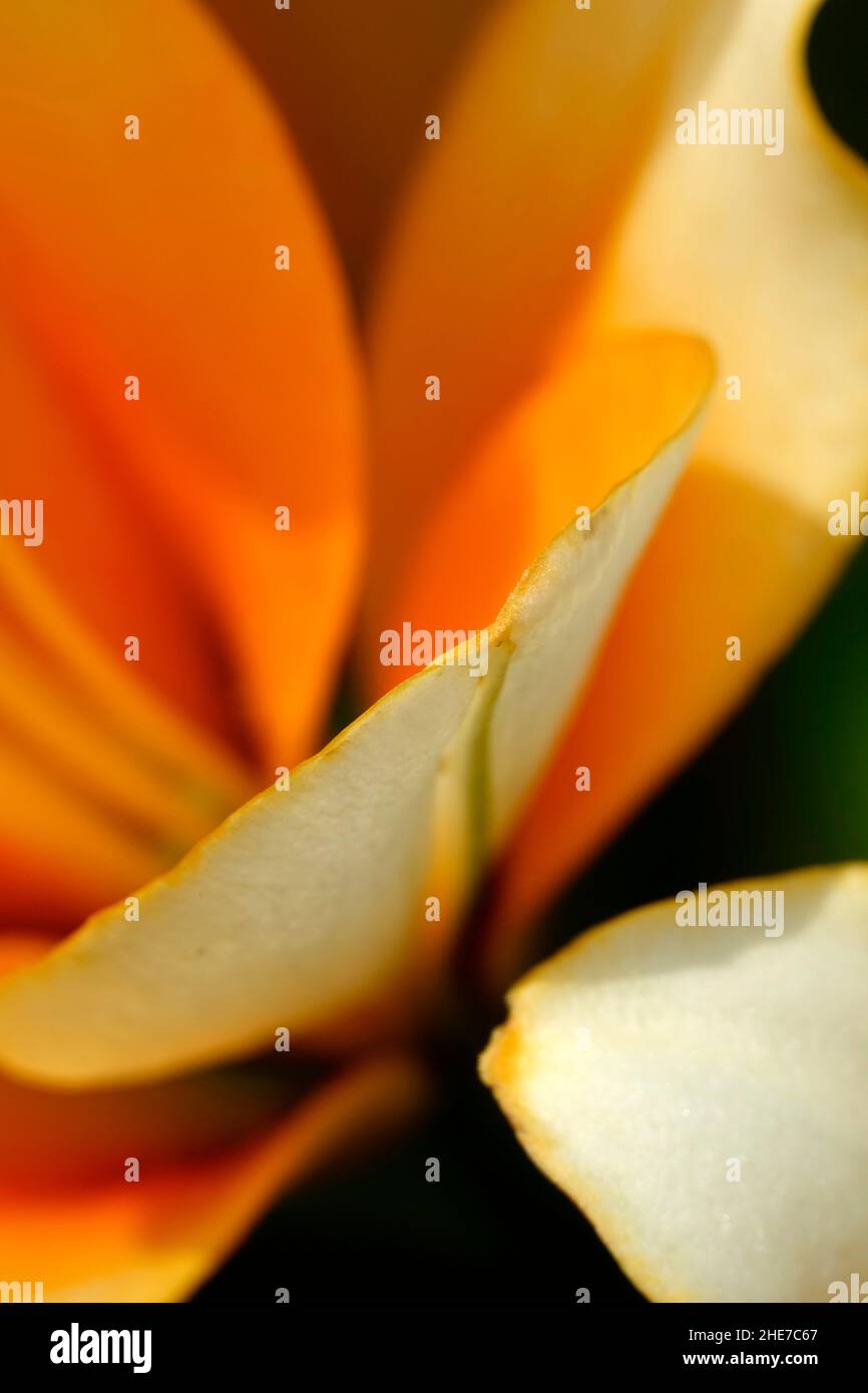 Close-Up White and Orange Lily Creamy Orange Center that Blends into White Tips Soft Orange Petals Micro Photography Spring Garden Stock Photo