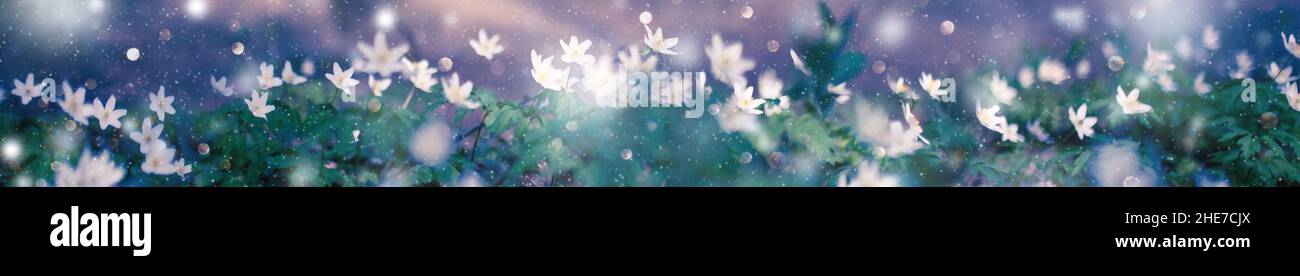 Background blooming forest moss hi-res stock photography and images - Alamy